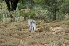 Grüne Meerkatzen (58 von 67).jpg